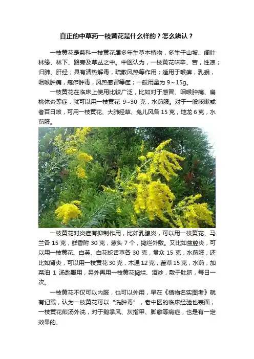 真正的中草药一枝黄花是什么样的？怎么辨认？