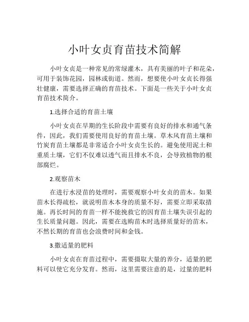 小叶女贞育苗技术简解