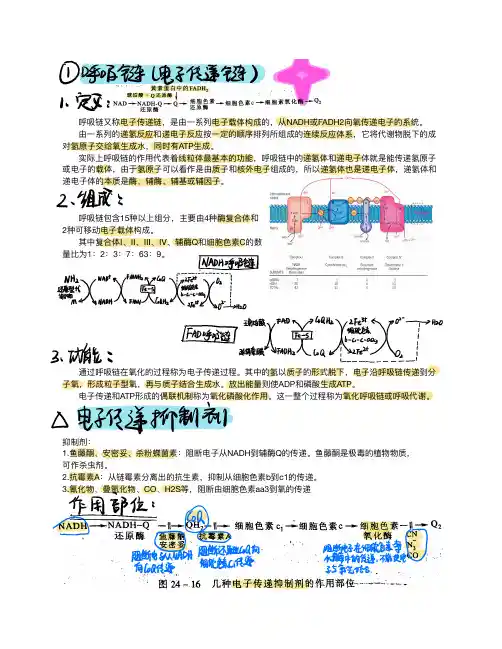 5-生物氧化和光合作用-思维导图