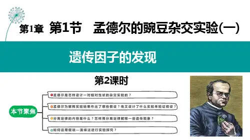 孟德尔的豌豆杂交实验(一)第2课时课件-高一生物人教版必修2