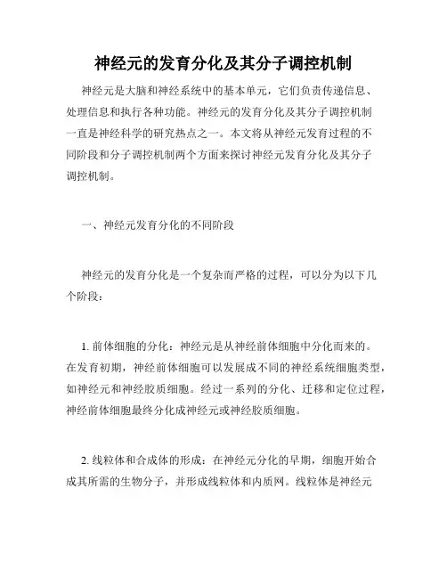 神经元的发育分化及其分子调控机制