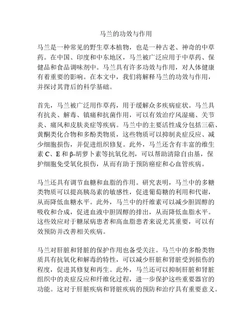 马兰的功效与作用