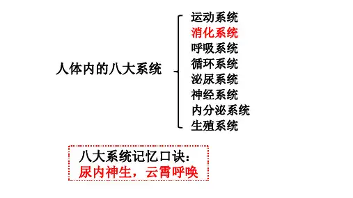第8章+人体的营养复习课件2022--2023学年北师大版生物七年级下册