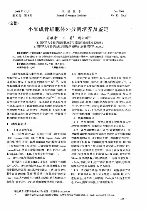 小鼠成骨细胞体外分离培养及鉴定