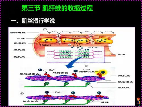 第三节 肌纤维的收缩过程 