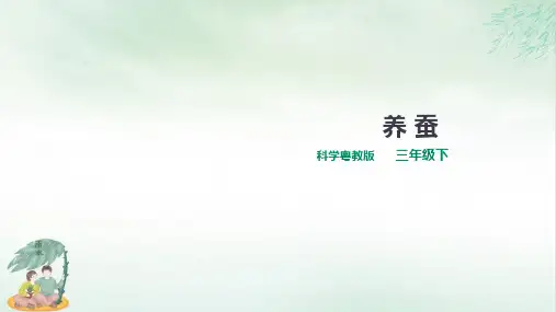 《养蚕》课件ppt(共20张PPT)