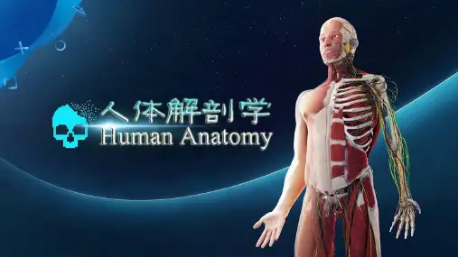 人体解剖学.pptx