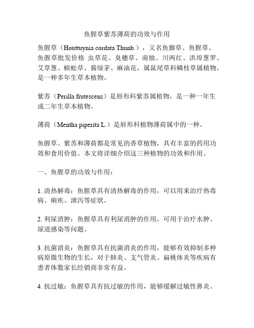 鱼腥草紫苏薄荷的功效与作用