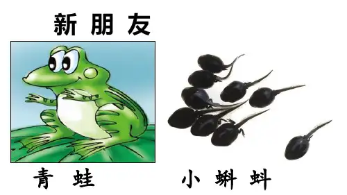 小蝌蚪找妈妈PPT新课件.pptx