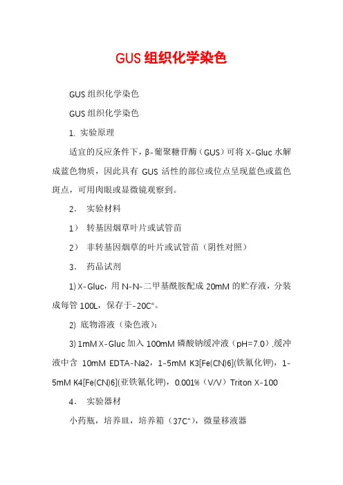 GUS组织化学染色