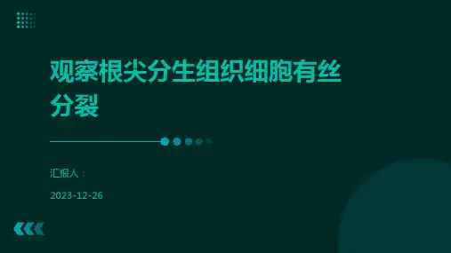 观察根尖分生组织细胞有丝分裂