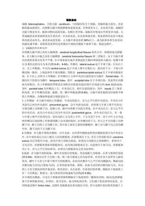 端脑基础