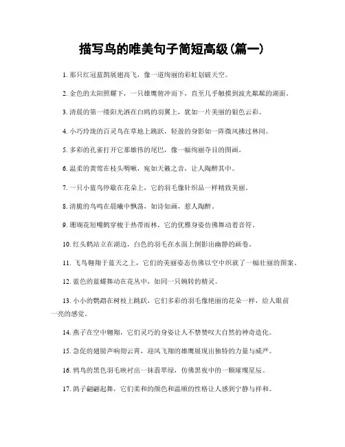 描写鸟的唯美句子简短高级(精选2篇)