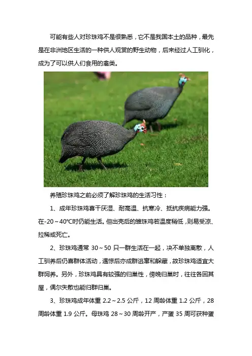 珍珠鸡的生活习性