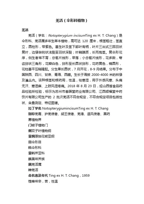 羌活（伞形科植物）