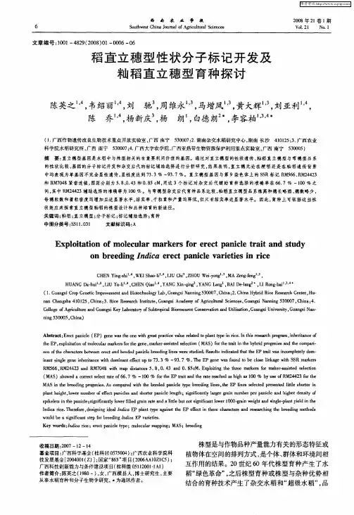 稻直立穗型性状分子标记开发及籼稻直立穗型育种探讨