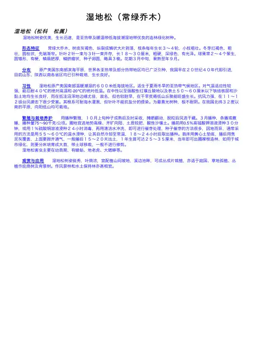 湿地松（常绿乔木）