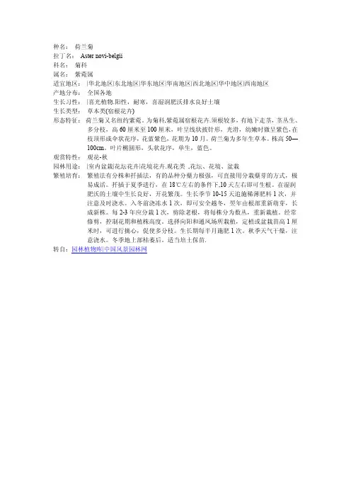 荷兰菊介绍