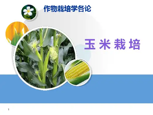 玉米栽培管理PPT课件