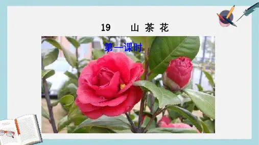 三年级语文上册第七单元19山茶花课件鄂教版