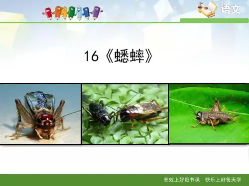 《蟋蟀》PPT 图文