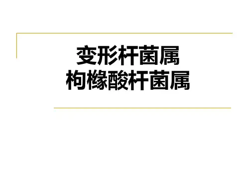 临床微生物：变形杆菌属 枸橼酸杆菌属