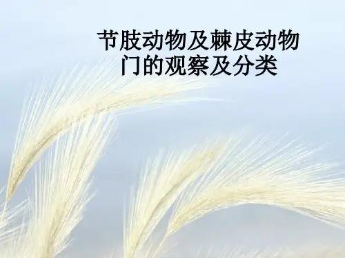 节肢动物及棘皮动物门的观察及分类_ppt课件