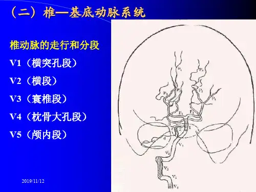 断层解剖脑血管2