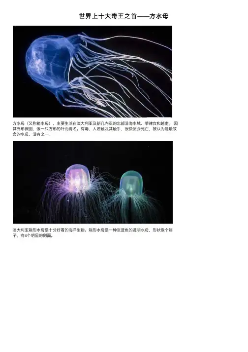 世界上十大毒王之首——方水母