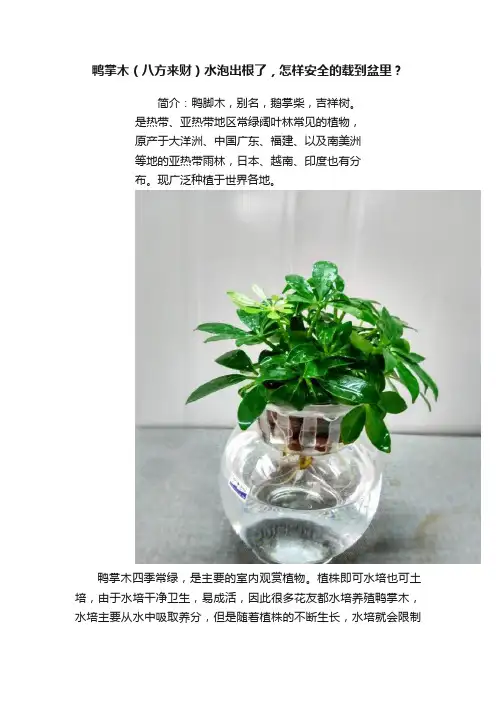 鸭掌木（八方来财）水泡出根了，怎样安全的载到盆里？