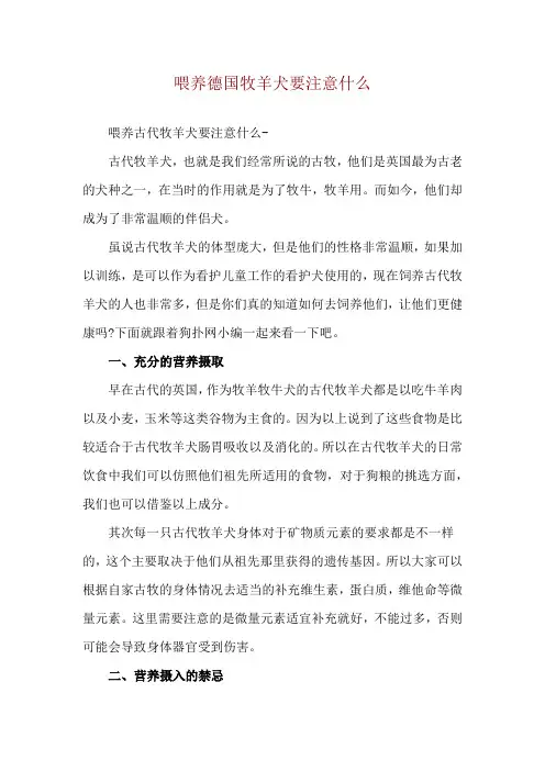 喂养德国牧羊犬要注意什么