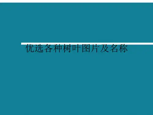 (完整)优选各种树叶图片及名称精品PPT资料精品PPT资料