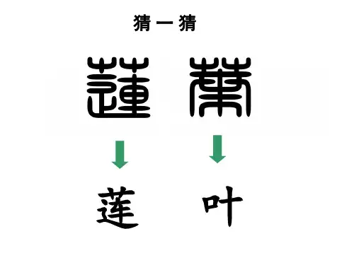 五年级下册语文课件-8.29《莲叶青青》湘教版  (共26张PPT)