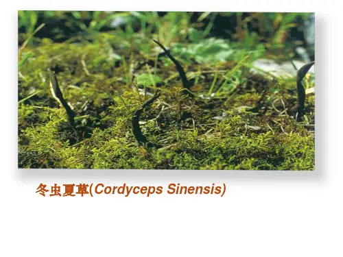 冬虫夏草