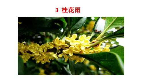 部编版五年级上册语文第三课《桂花雨》课件