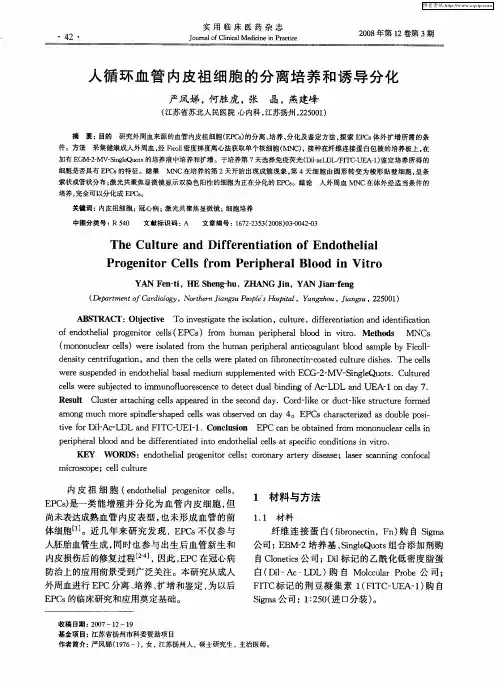 人循环血管内皮祖细胞的分离培养和诱导分化