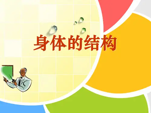 《身体的结构》我们的身体PPT课件