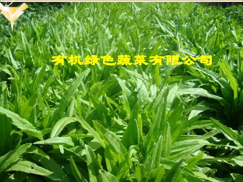 创业策划之有机蔬菜的种植及其销售ppt课件