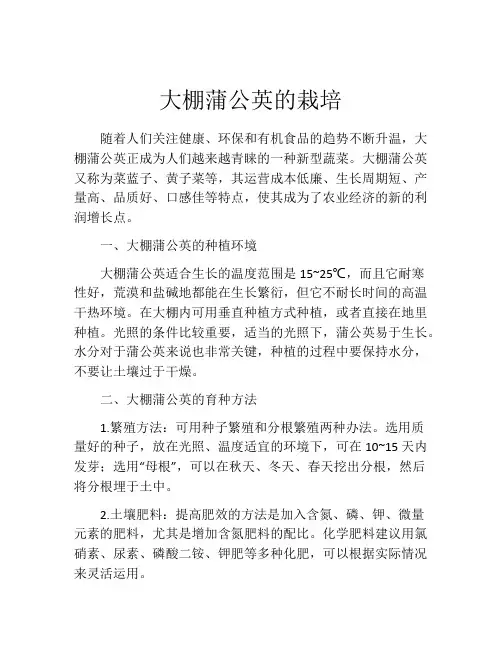 大棚蒲公英的栽培
