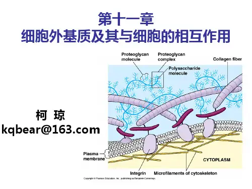 细胞生物学第十一章 细胞外基质及其与细胞的相互作用