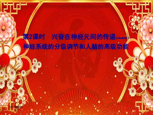 高中生物第2章第1节第2课时兴奋在神经元间的传递神经系统的分级调节和人脑的高级功能生物