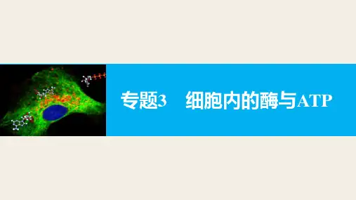 高三高考二轮复习 生物 必修一 细胞内的酶与ATP