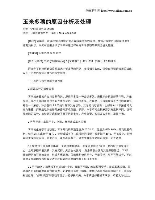 玉米多穗的原因分析及处理