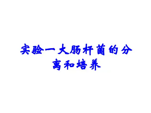 实验一大肠杆菌的分离和培养