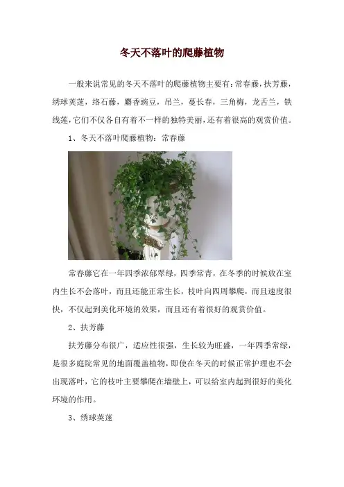冬天不落叶的爬藤植物