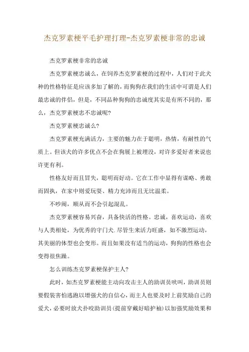 杰克罗素梗平毛护理打理-杰克罗素梗非常的忠诚