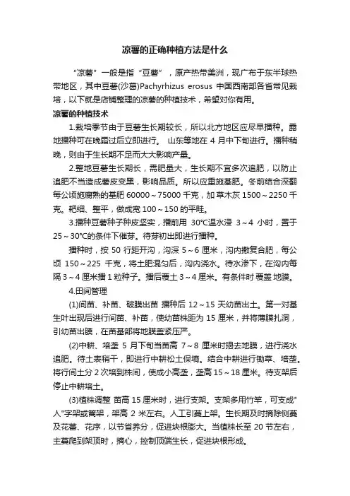 凉薯的正确种植方法是什么