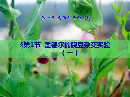 人教版高中生物必修二第一章第一节 孟德尔的豌豆杂交实验(共16张PPT)