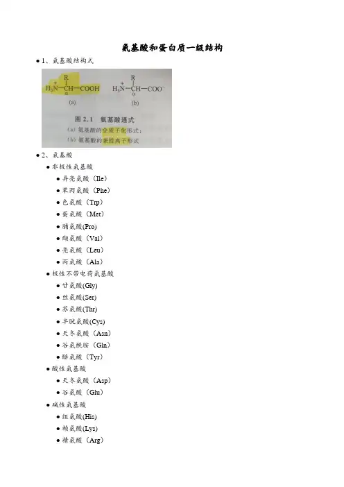 氨基酸和蛋白质一级结构