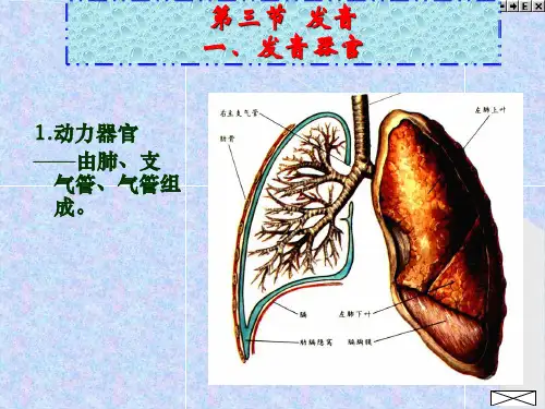 发音发音器官